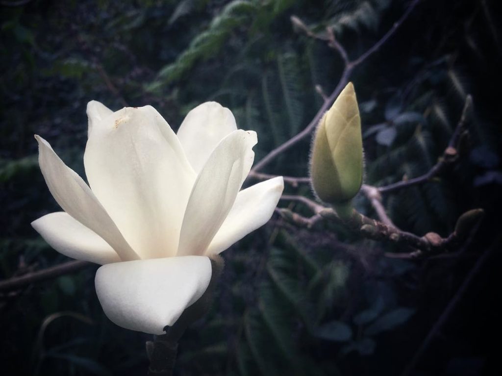 A single magnolia blossom.