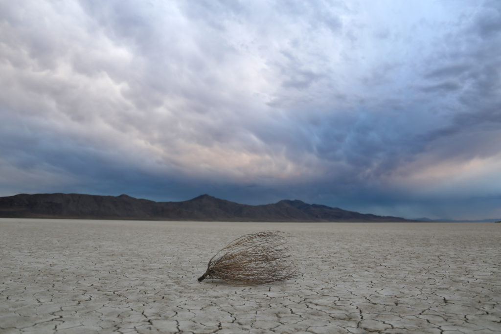 desert tumbleweed and stormy sky