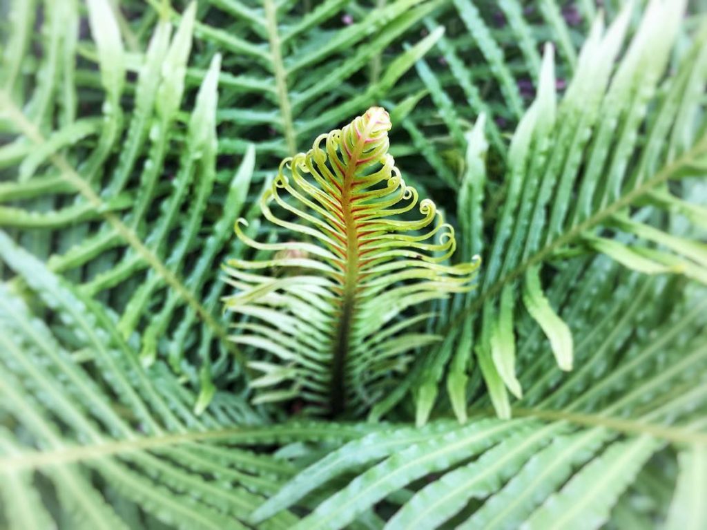 Small tender fern uncurling in early spring.