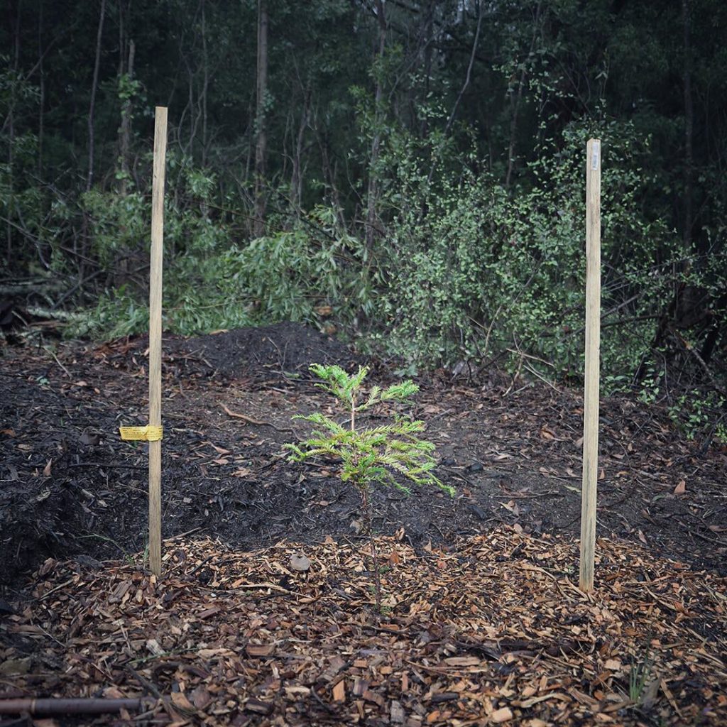 Small redwood sapling between two stakes, a forest in the background.