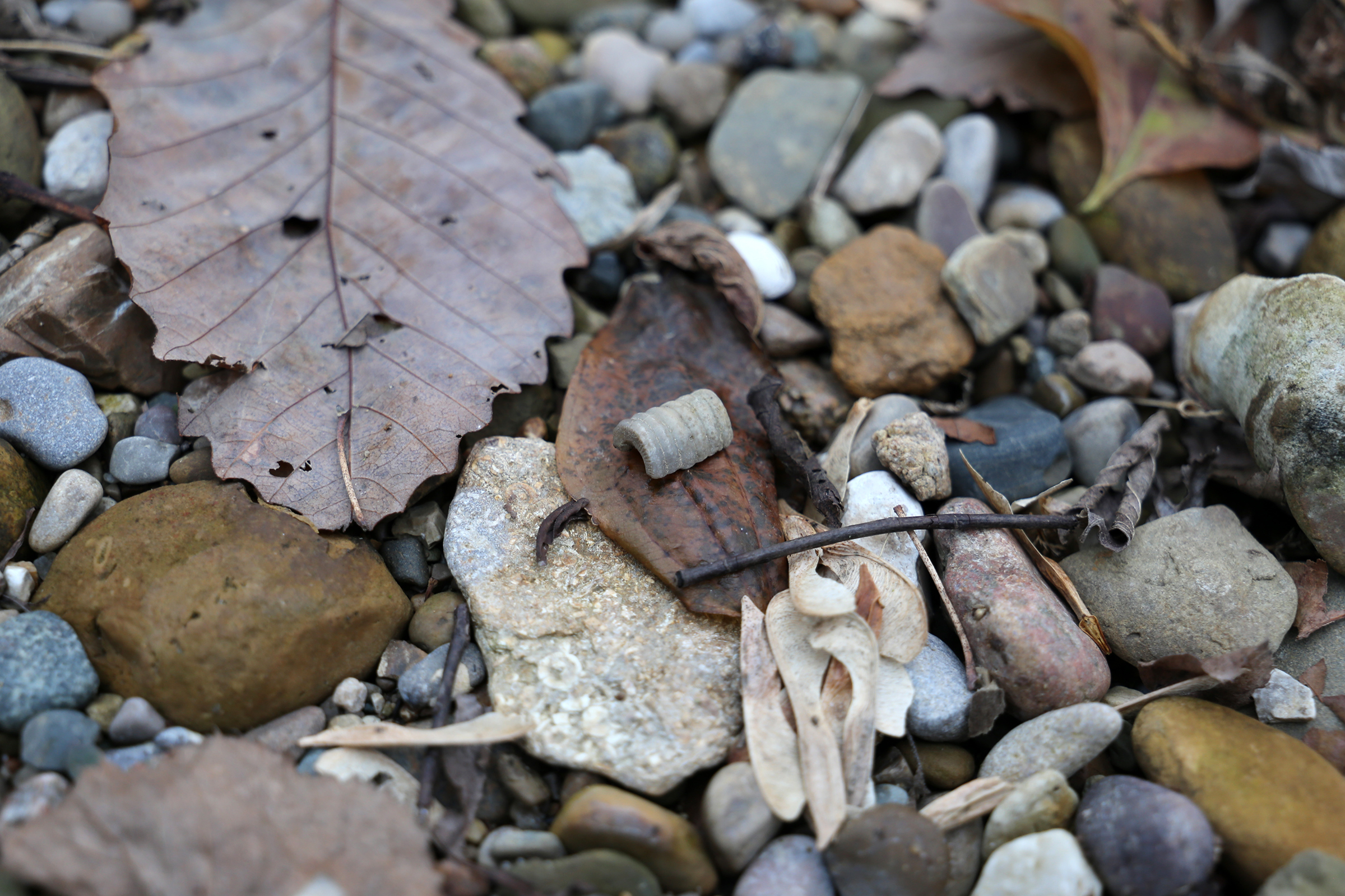 Small crinoid fossil sitting on a dried autumn leaf, amid sticks, stones, and other leaves on the river shore. 