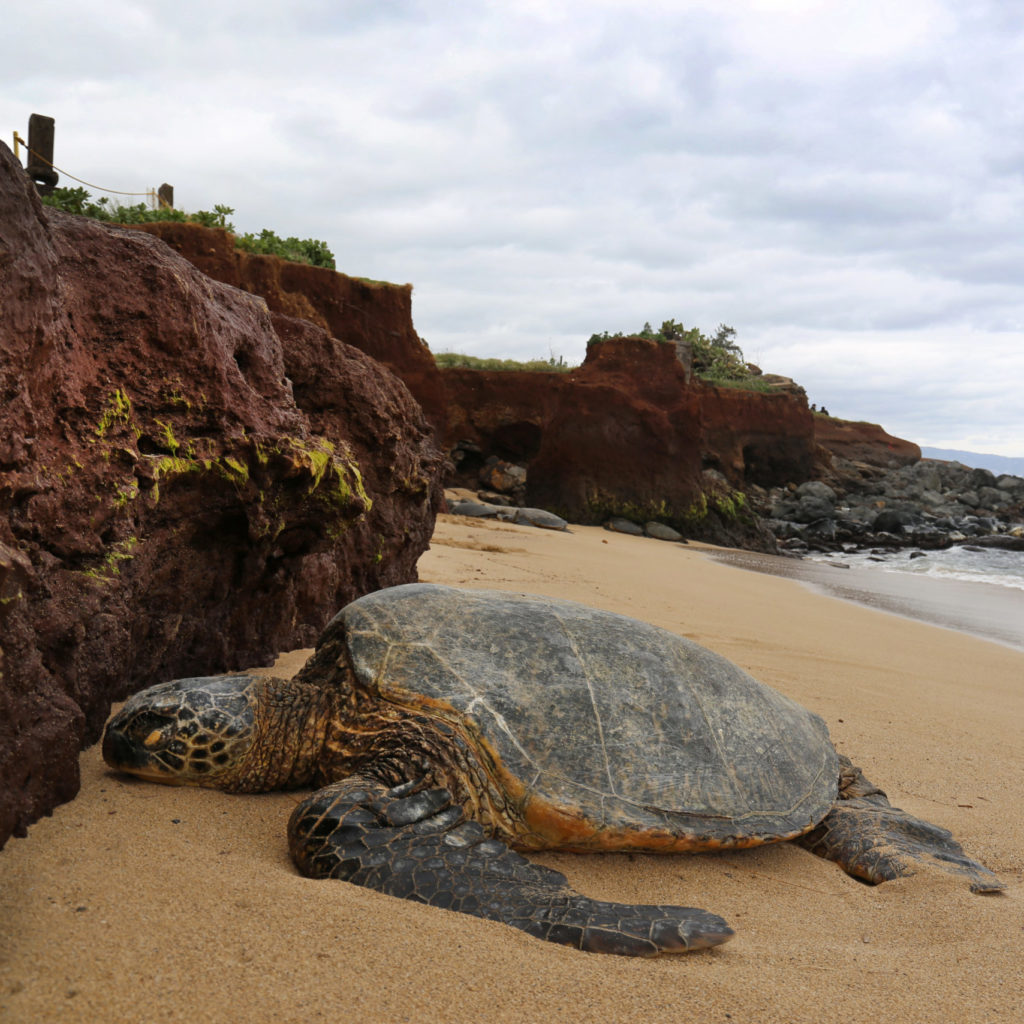 Large sea turtle resting on a beach, cemetery monuments and a caution rope can be seen on a cliff in the distance.