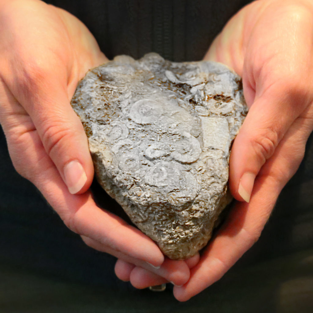 Two hands holding a rover rock full of embedded fossils.