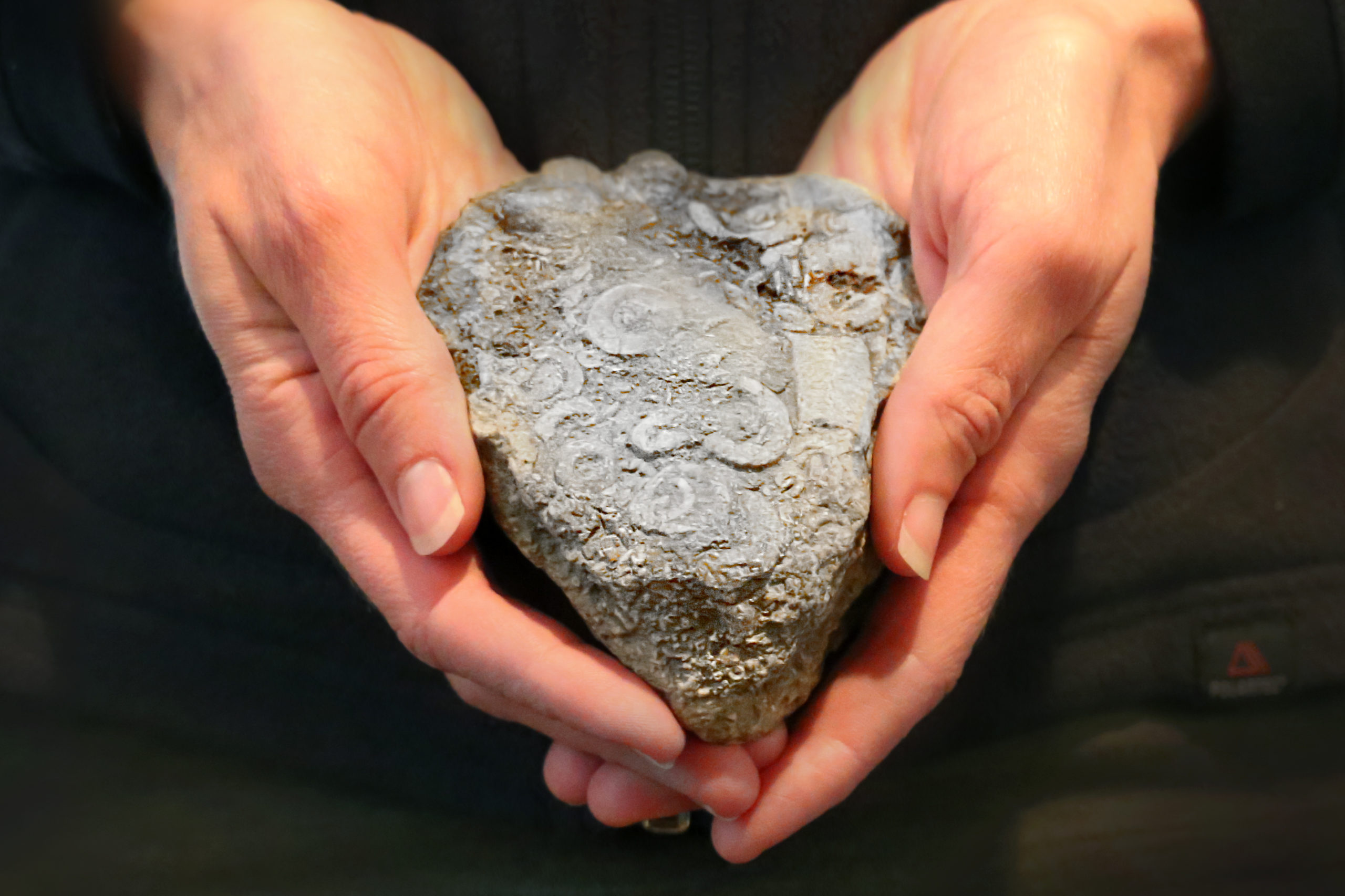 Two hands holding a rover rock full of embedded fossils.